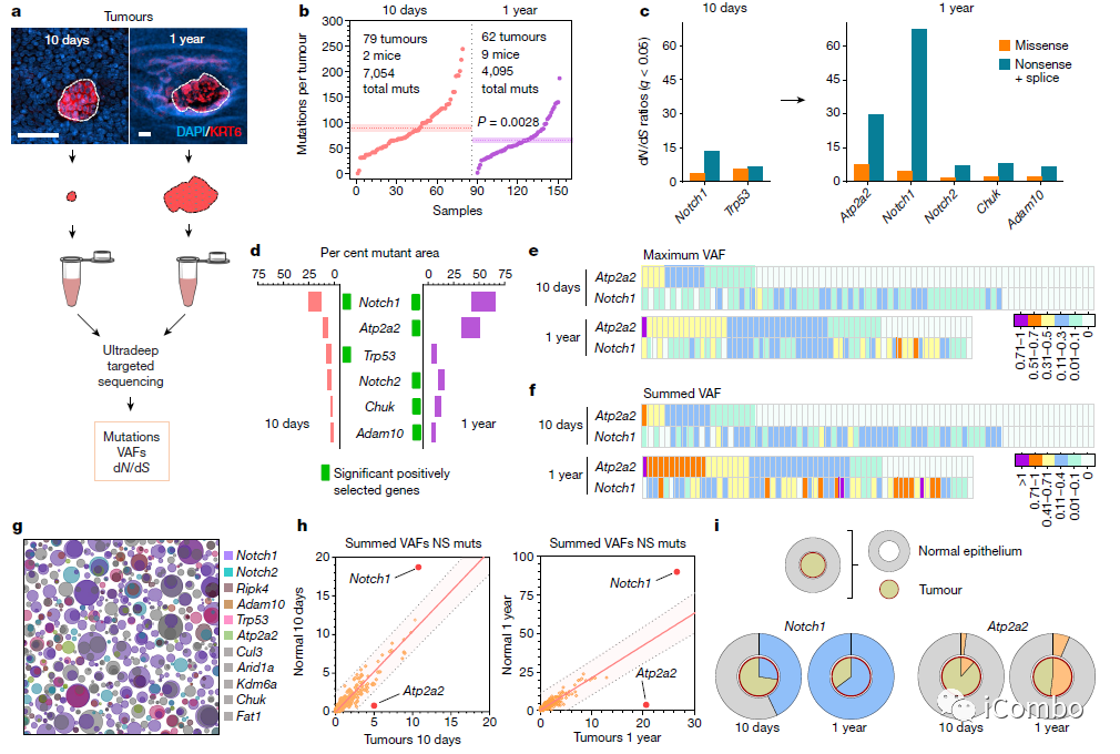 上皮细胞用什么染色博士解读 ｜ 正常上皮细胞突变克隆竞争和清除新生肿瘤细胞克隆_https://www.jmylbn.com_新闻资讯_第6张