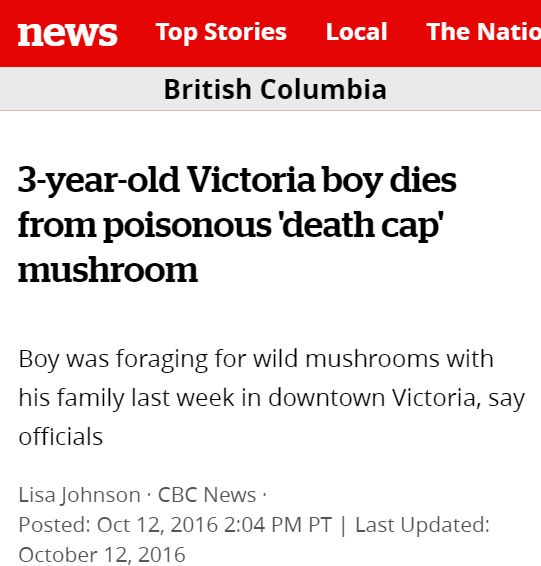 小心这种致命死亡蘑菇！长得很像华人爱吃的草菇...一旦食用会导致肝肾衰竭或死亡（视频/组图） - 11
