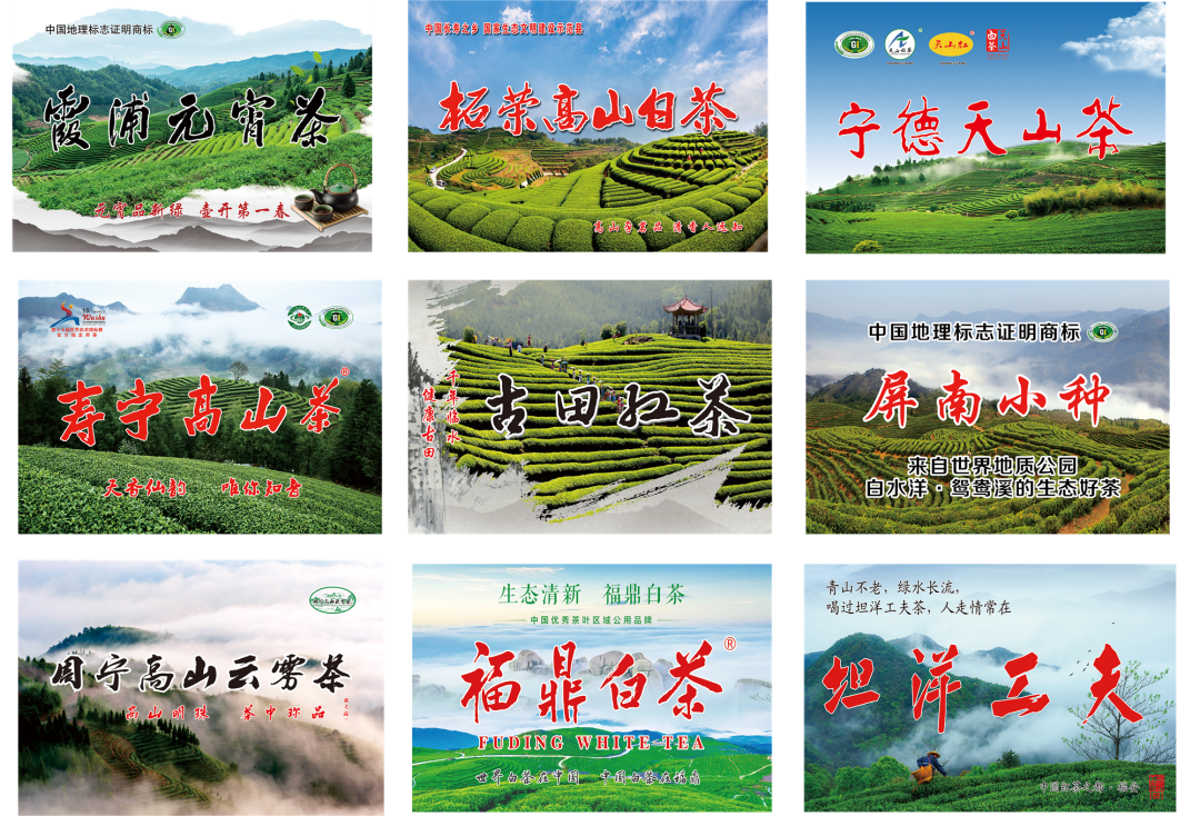 茗聚江城，香飘九州 | 第11届武汉茶博会将于9月10日盛大启幕！