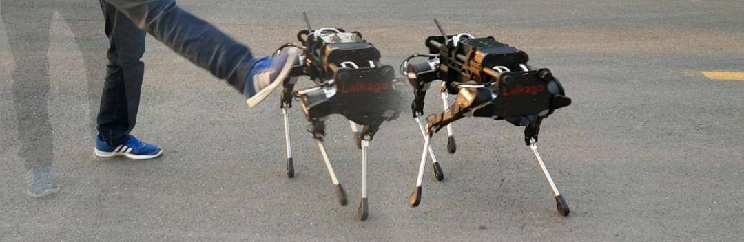 一只狗可拉五个人国产四足机器人莱卡狗新进展