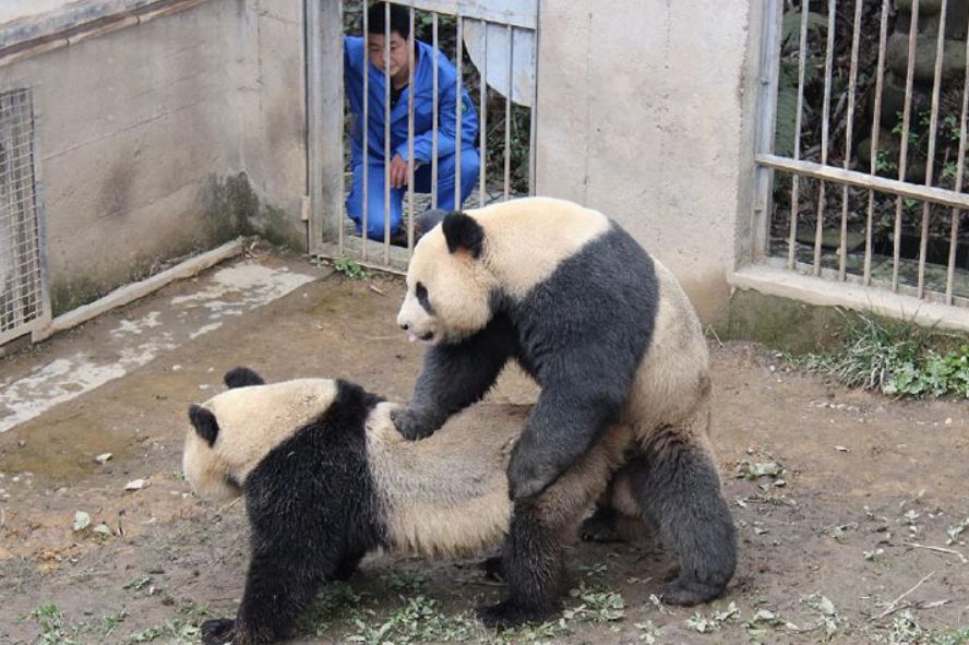 您家熊猫有喜了,这个"羞耻"的项目用声音检测大熊猫交配情况 - 大数据
