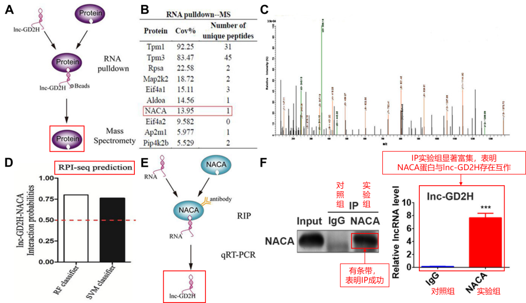 NACA蛋白特异性结合的RNA是lnc-GD2H-辉骏生物蛋白RNA结合靶标解析