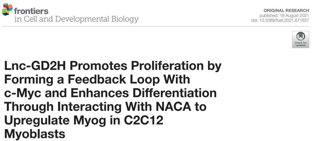 NACA蛋白特异性结合的RNA是lnc-GD2H-辉骏生物RIP文献