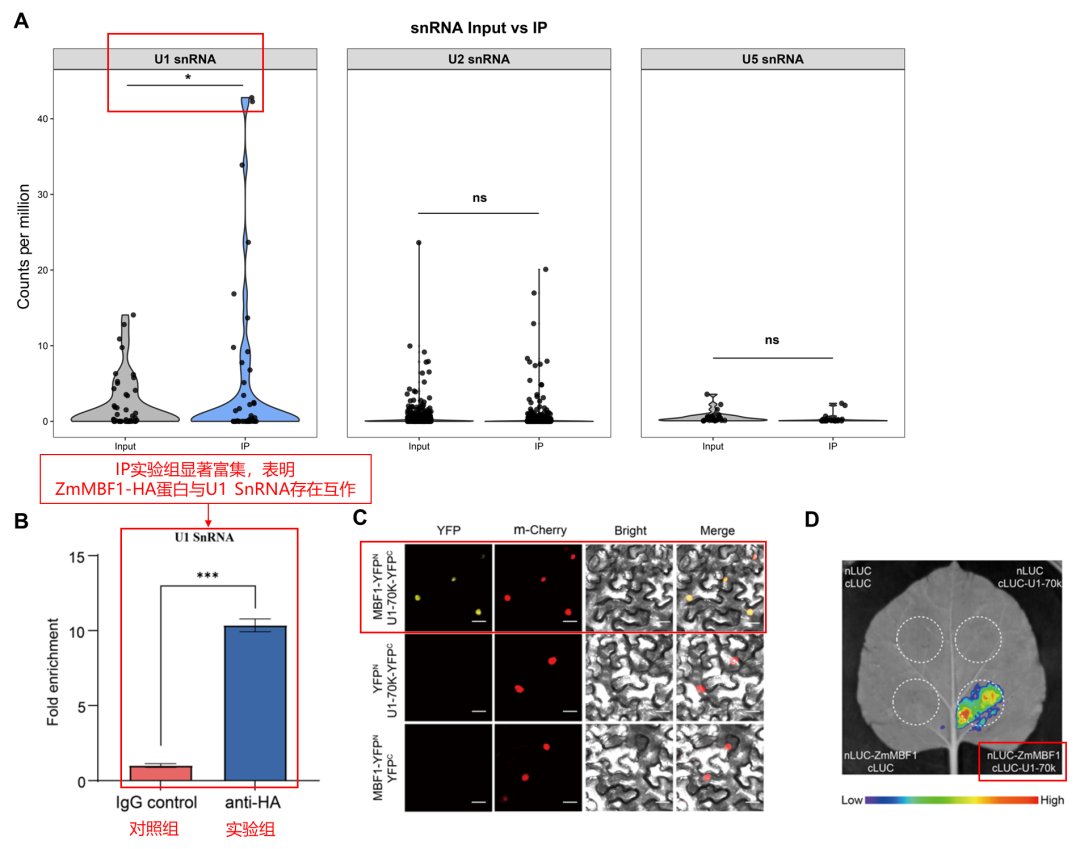 目标蛋白结合RNA-辉骏生物高分客户文献