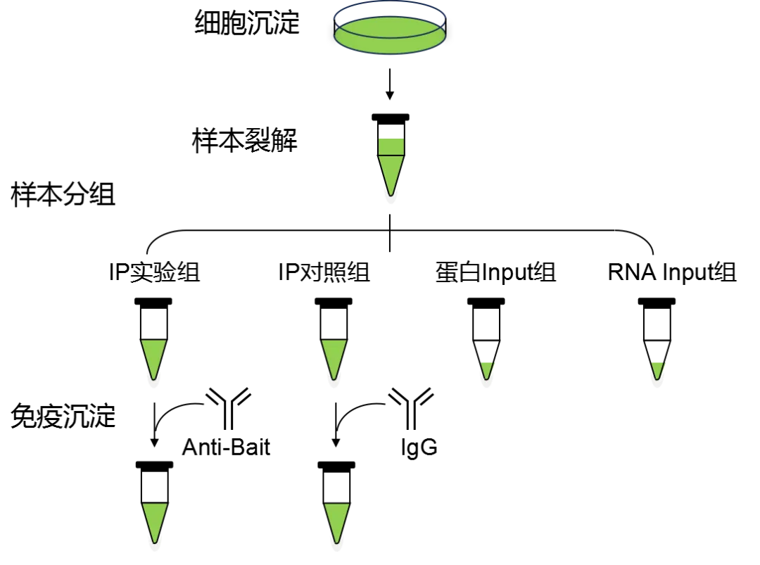 RIP实验分组设计图-辉骏生物