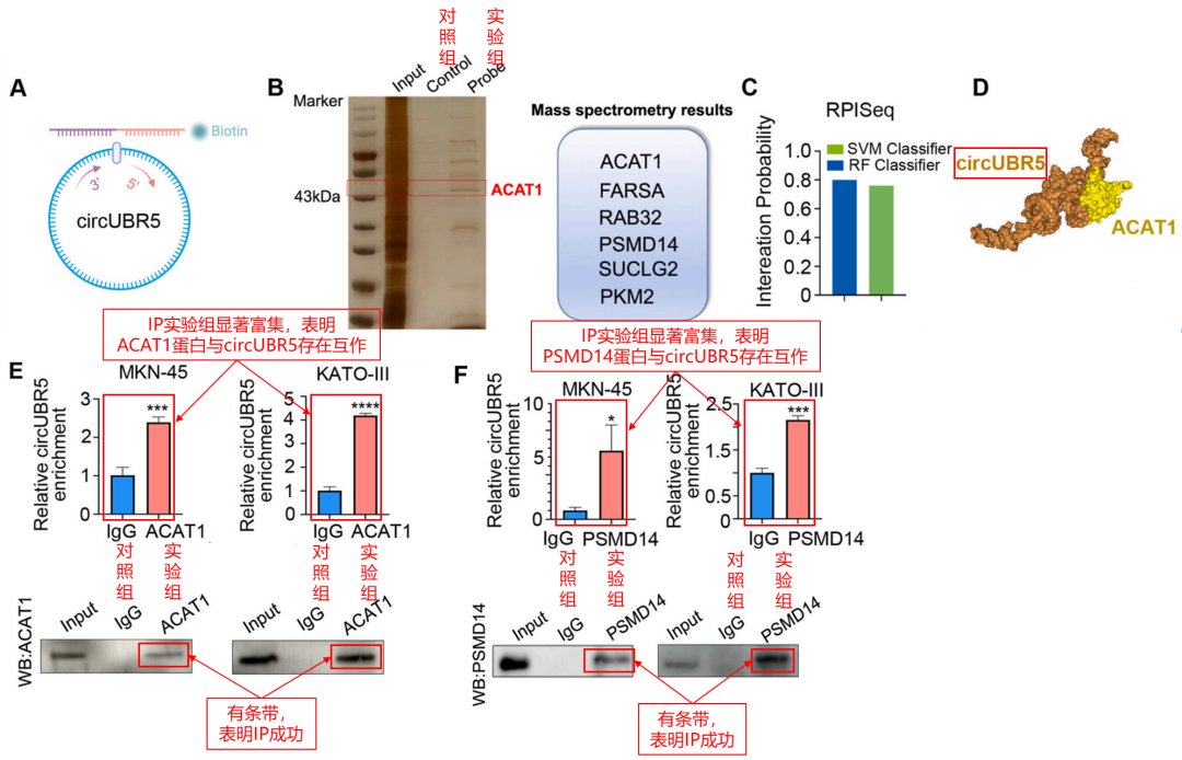 辉骏生物RIP试剂盒客户文献解析