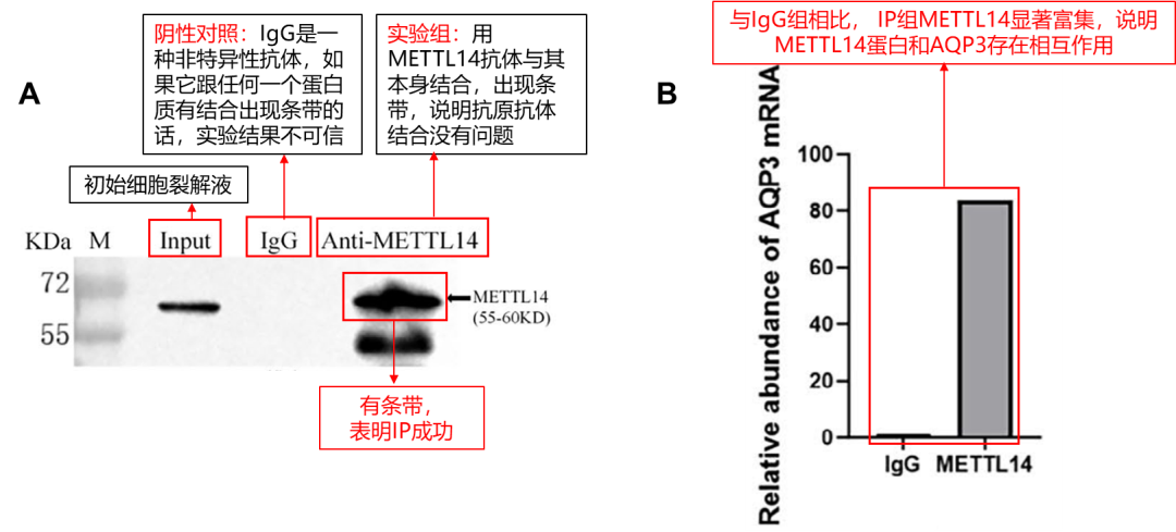 RIP结果解读-辉骏生物RIP客户高分文献