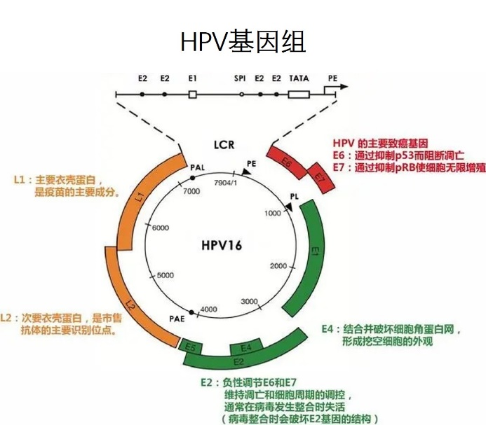hpvdna分型分为什么型HPV基因分型检测临床应用_https://www.jmylbn.com_新闻资讯_第3张