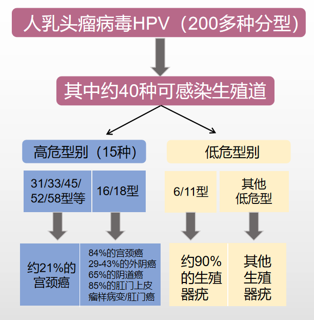 hpvdna分型分为什么型HPV基因分型检测临床应用_https://www.jmylbn.com_新闻资讯_第4张
