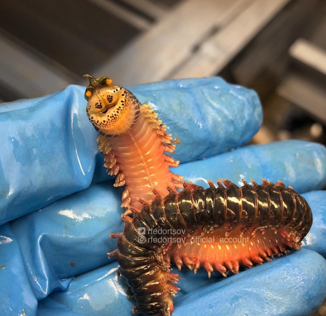 俄罗斯渔夫多年来不断捕到怪奇深海生物，感受来自深渊的恐惧（组图） - 44