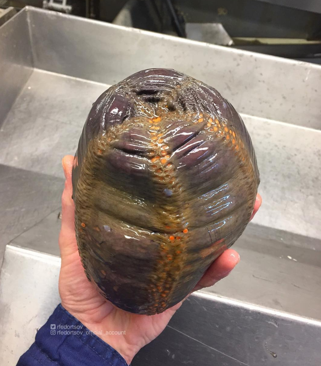 俄罗斯渔夫多年来不断捕到怪奇深海生物，感受来自深渊的恐惧（组图） - 4