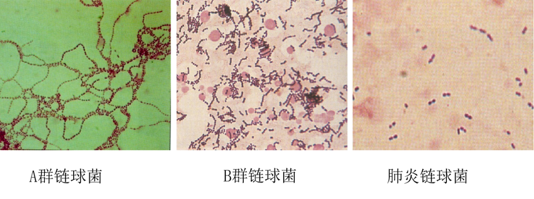 微生物学检验 第七章需氧和兼性厌氧球菌鉴定 二 医学生的圈子 微信公众号文章阅读 Wemp