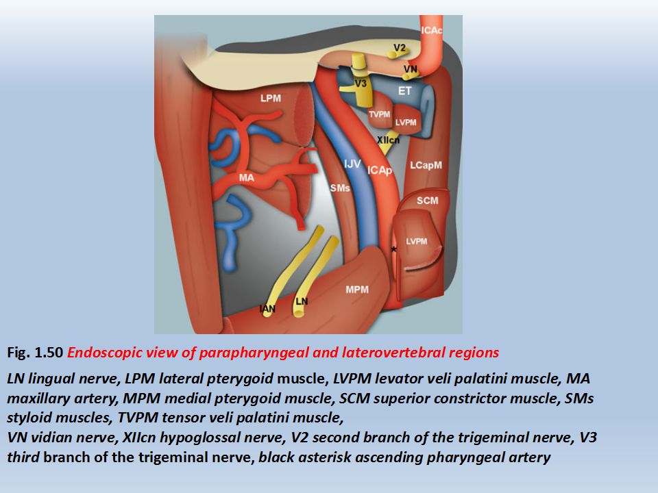 rhoton教授在其jugular foramen章节,曾对颈静脉孔区手术入路进行非常