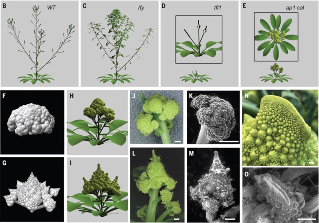 Science封面文章解读 花椰菜分形结构的起源 返朴 财新博客 财新网