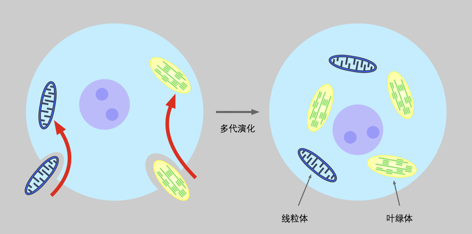 图片[11]-生命起源百年探索：进化论、信息论、热力学谁是主角？ - 如意-如意