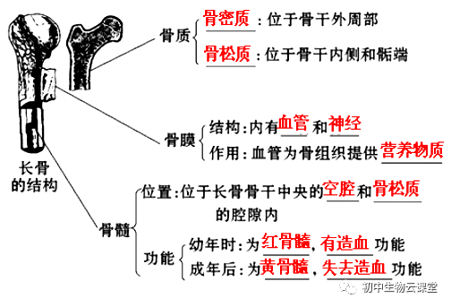 膜、骨髓、骨质（骨松质、骨密质）长骨的基本结构（1）：(结合图形记忆)