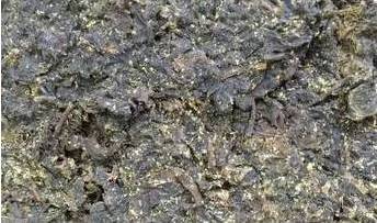 【视频】刘仲华：揭密安化黑茶金花，造福整个人类！黑茶金花的珍