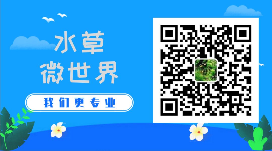 大鹿角苔 为草缸营造银白色气泡奇景 水草微世界 微信公众号文章阅读 Wemp