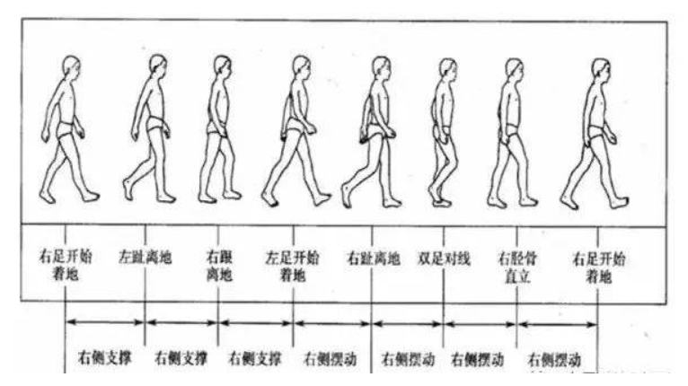 步态分析上曲线怎么解读青少年脊柱侧凸保守矫形康复评估体系—步态分析_https://www.jmylbn.com_新闻资讯_第8张