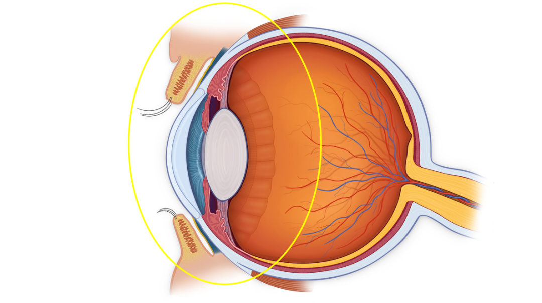 什么是裂隙灯【眼科检查】裂隙灯显微镜检查是什么？_https://www.jmylbn.com_新闻资讯_第10张