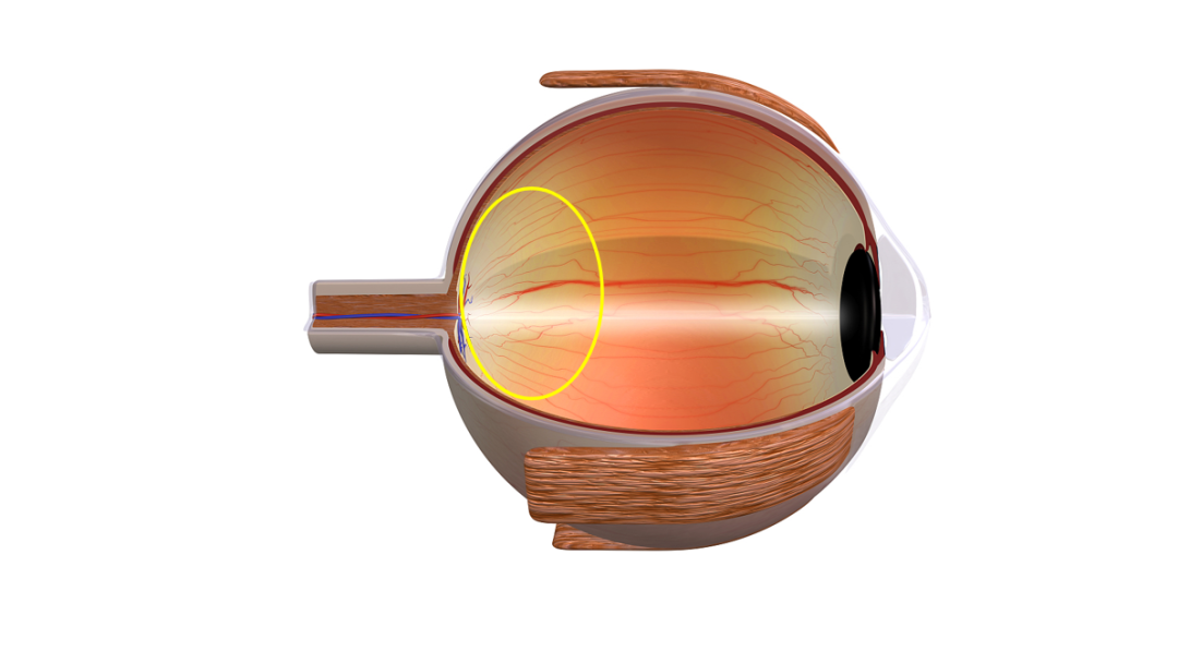 什么是裂隙灯【眼科检查】裂隙灯显微镜检查是什么？_https://www.jmylbn.com_新闻资讯_第11张