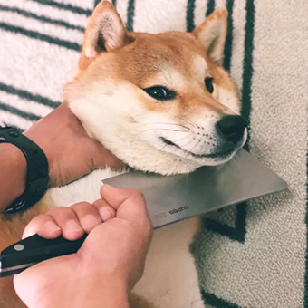 表情丨《原神》胡桃摇钱动态表情包大全