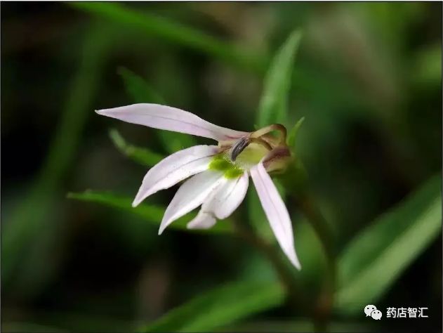 中药学堂半边莲