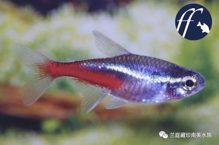帆短鲷_明朝帆帆逆风行可以吗_摘星2帆帆番外