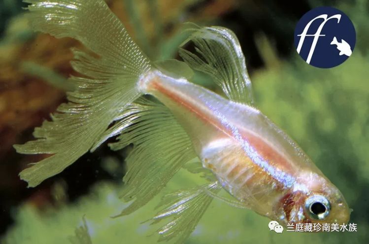 摘星2帆帆番外_帆短鲷_明朝帆帆逆风行可以吗