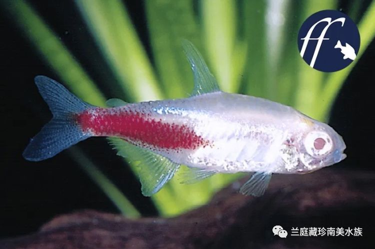 摘星2帆帆番外_明朝帆帆逆风行可以吗_帆短鲷