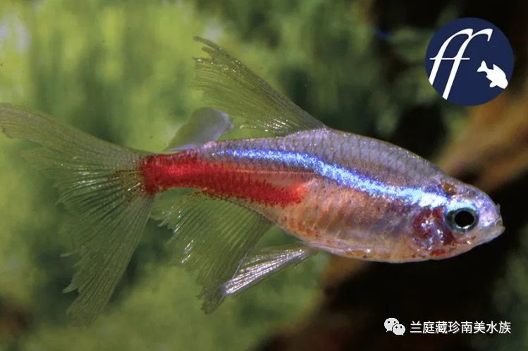 帆短鲷_摘星2帆帆番外_明朝帆帆逆风行可以吗