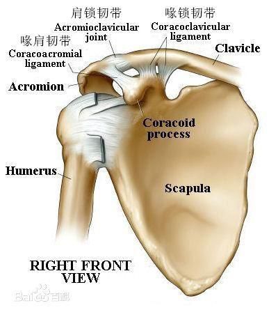 常见的肩锁关节损伤 这些诊断及治疗你知道么 清欢骨科书店 微信公众号文章阅读 Wemp