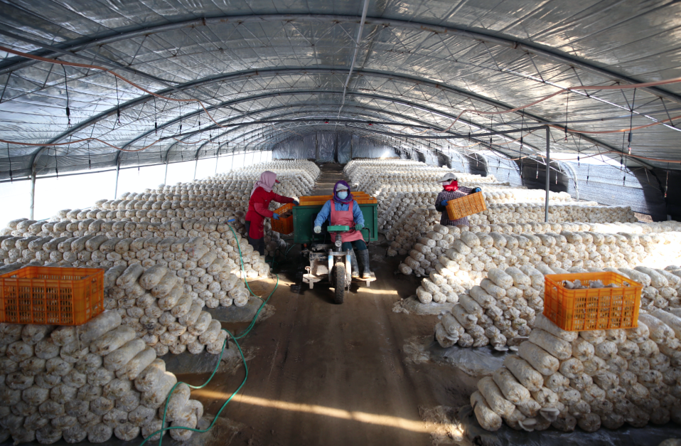 泰安市持扶贫创业项目_国家扶贫创业项目_林卅市扶贫项目