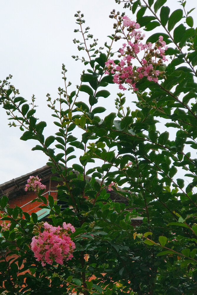 十种景观树种，打造最美的园林庭院景观