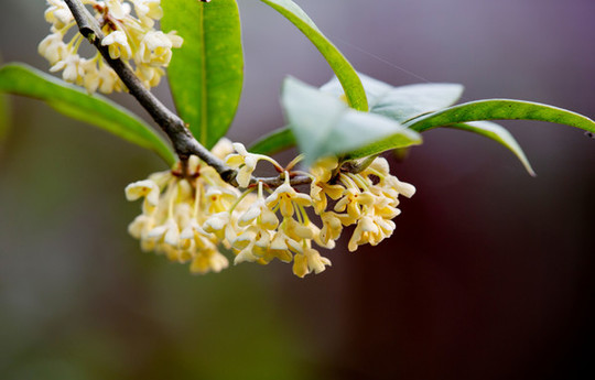 十种景观树种，打造最美的园林庭院景观