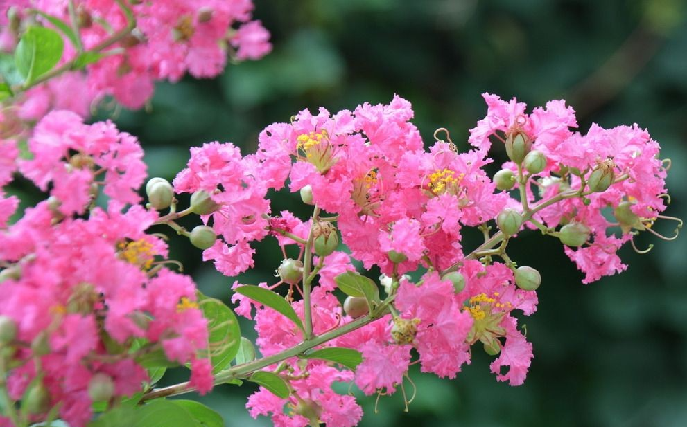 十种景观树种，打造最美的园林庭院景观