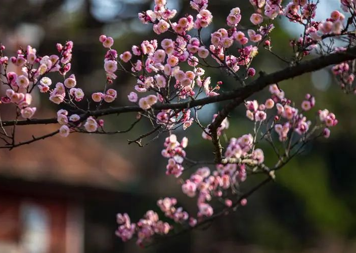 十种景观树种，打造最美的园林庭院景观
