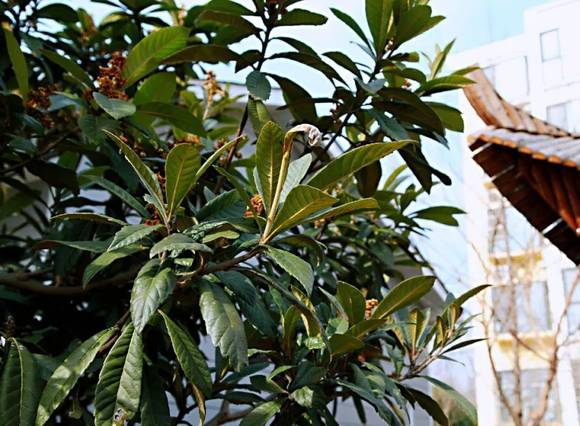 十种景观树种，打造最美的园林庭院景观