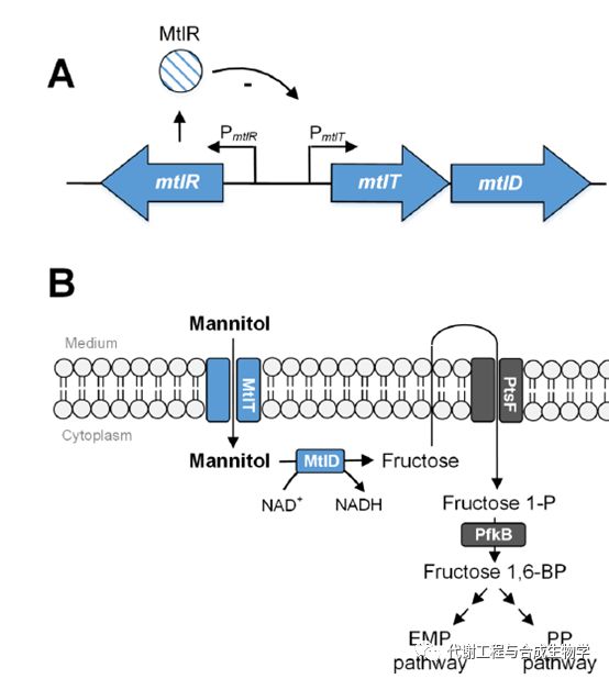 图1：谷氨酸棒状杆菌中的甘露醇操纵子（A）和甘露醇分解代谢路径（B）