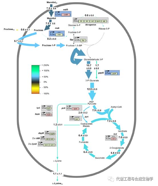图2：由甘露醇生产赖氨酸的谷氨酸棒状杆菌的系统代谢工程