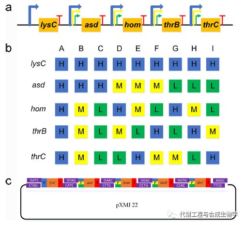 进行四因素(4基因)三水平(3种不同强度的启动子)正交实验