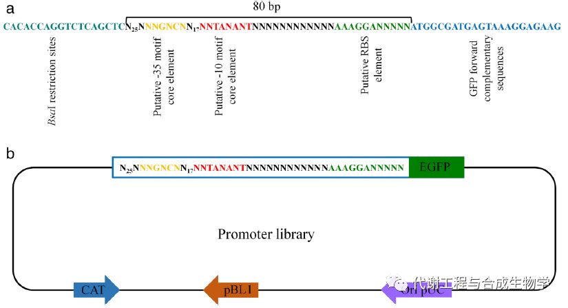 启动子文库的构建