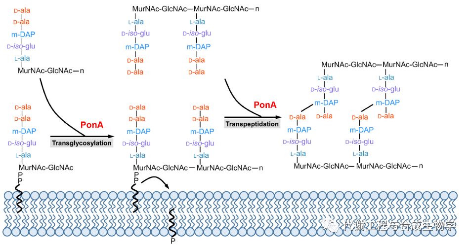 天津工生所：肽聚糖合成基因突变提高谷棒电转效率