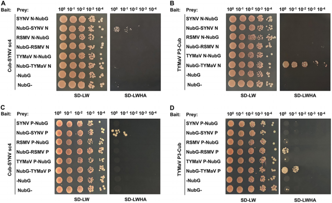 1酵母单杂交在"crocus transcription factors cstmyb1 and cstmyb1r2
