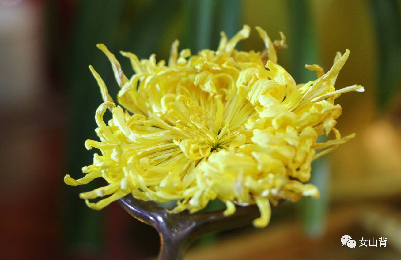 好喝的金丝皇菊茶,好看又有用