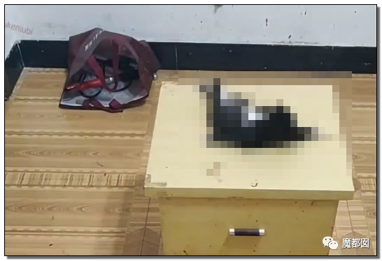 激怒央视！男子残忍用开水活活浇烫怀孕母猫事件引发全网悲愤（组图） - 84