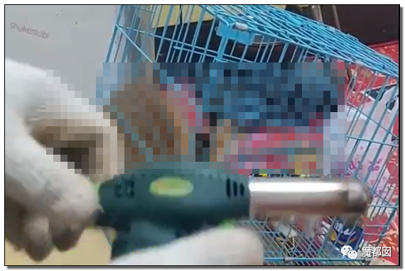 激怒央视！男子残忍用开水活活浇烫怀孕母猫事件引发全网悲愤（组图） - 85