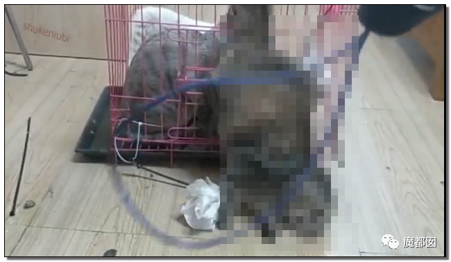 激怒央视！男子残忍用开水活活浇烫怀孕母猫事件引发全网悲愤（组图） - 88