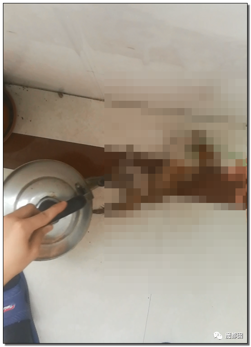 激怒央视！男子残忍用开水活活浇烫怀孕母猫事件引发全网悲愤（组图） - 76