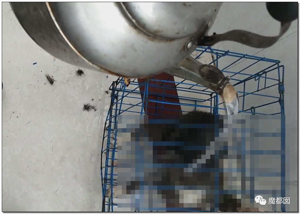 激怒央视！男子残忍用开水活活浇烫怀孕母猫事件引发全网悲愤（组图） - 77